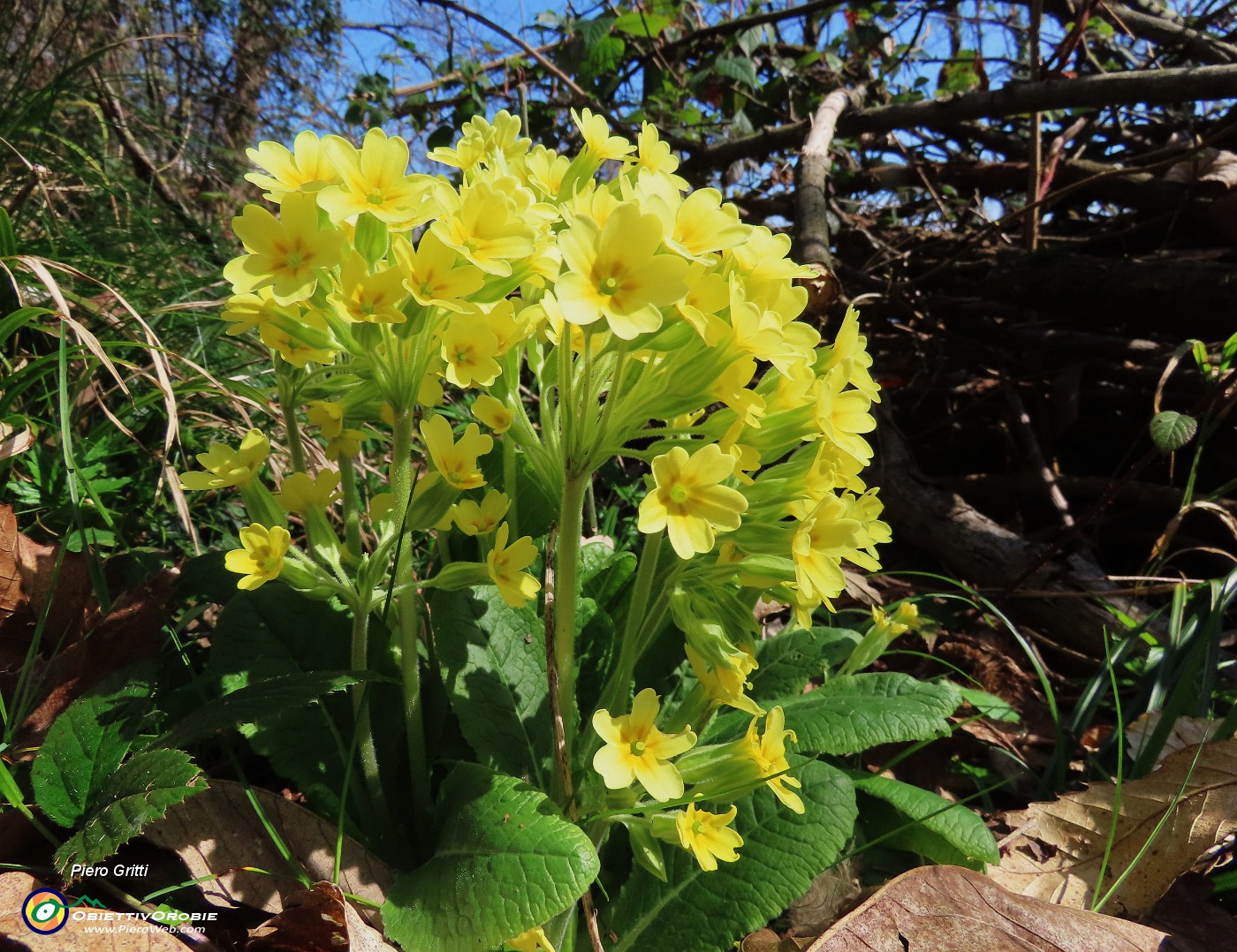 73 Primula elatior (Primula maggiore)...bella !.JPG